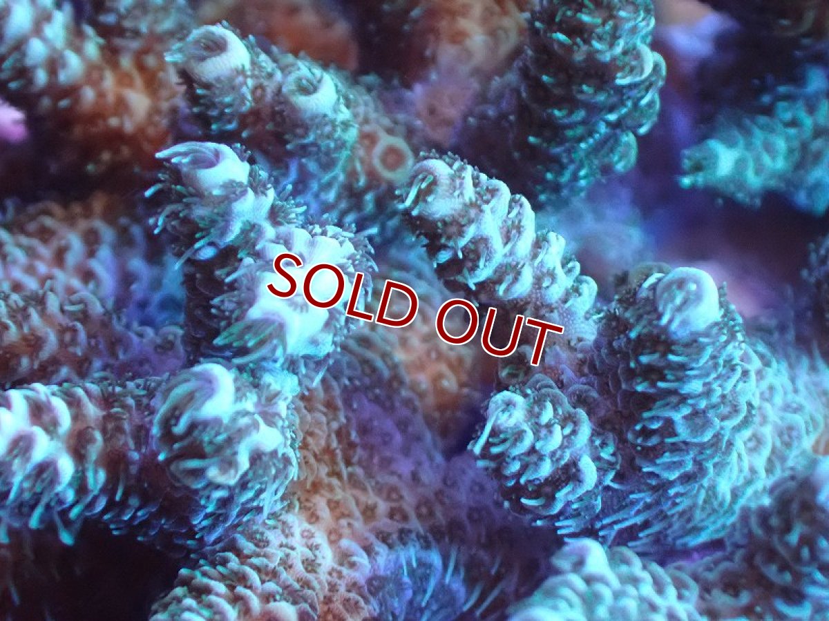 画像2: 【サンゴまとめ買い割引き10％〜20%OFF対象商品】 【サンゴ】【通販】Wildミドリイシsp. (美カラー/カット個体）SMサイズ（個体販売）（±8ｘ7cm)No.1（生体）（サンゴ） (2)