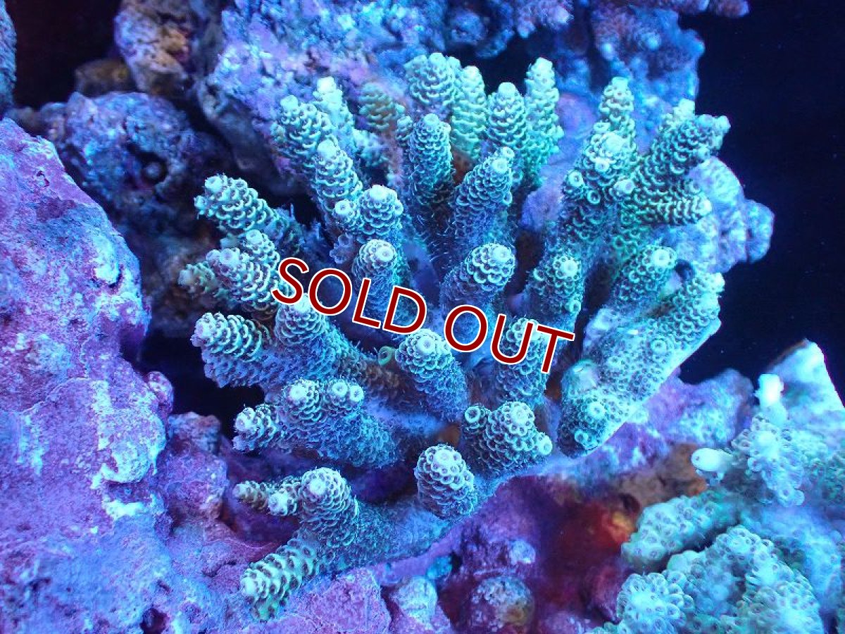 画像1: 【サンゴ】【通販】Wildミドリイシsp. (美カラー/カット個体）SMサイズ（個体販売）（±10ｘ8cm)No.2（生体）（サンゴ） (1)