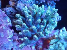 画像1: 【サンゴまとめ買い割引き10％〜20%OFF対象商品】 【サンゴ】【通販】Wildミドリイシsp. (美カラー/カット個体）SMサイズ（個体販売）（±10ｘ8cm)No.2（生体）（サンゴ） (1)