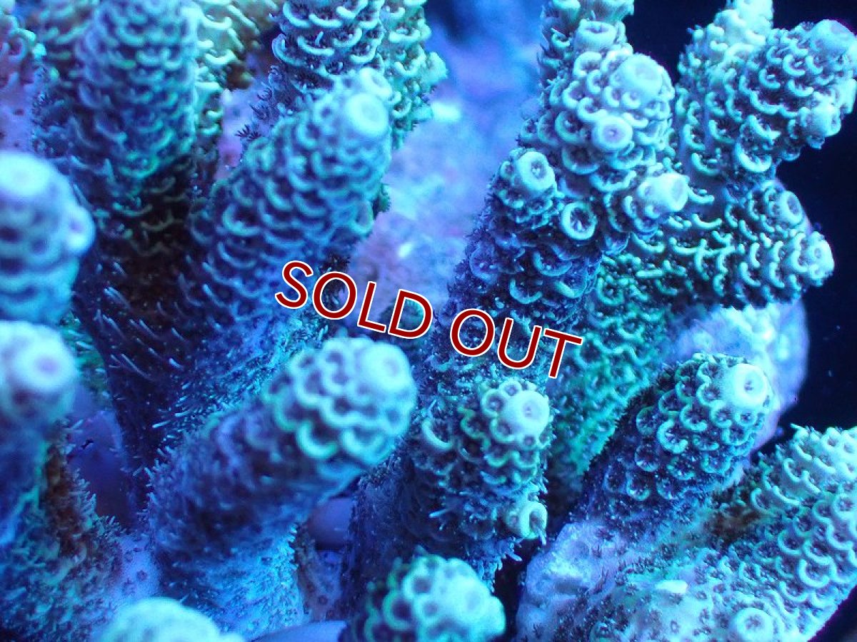 画像2: 【サンゴ】【通販】Wildミドリイシsp. (美カラー/カット個体）SMサイズ（個体販売）（±10ｘ8cm)No.2（生体）（サンゴ） (2)