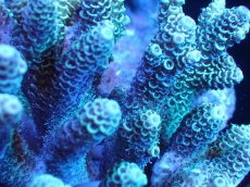 画像2: 【サンゴまとめ買い割引き10％〜20%OFF対象商品】 【サンゴ】【通販】Wildミドリイシsp. (美カラー/カット個体）SMサイズ（個体販売）（±10ｘ8cm)No.2（生体）（サンゴ） (2)