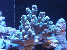 画像1: 【サンゴまとめ買い割引き10％〜20%OFF対象商品】 【サンゴ】【通販】Wildミドリイシsp. (美カラー/カット個体）SMサイズ（個体販売）（±10ｘ10cm)No.3（生体）（サンゴ） (1)