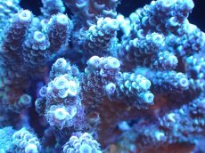 画像2: 【サンゴまとめ買い割引き10％〜20%OFF対象商品】 【サンゴ】【通販】Wildミドリイシsp. (美カラー/カット個体）SMサイズ（個体販売）（±10ｘ10cm)No.3（生体）（サンゴ） (2)