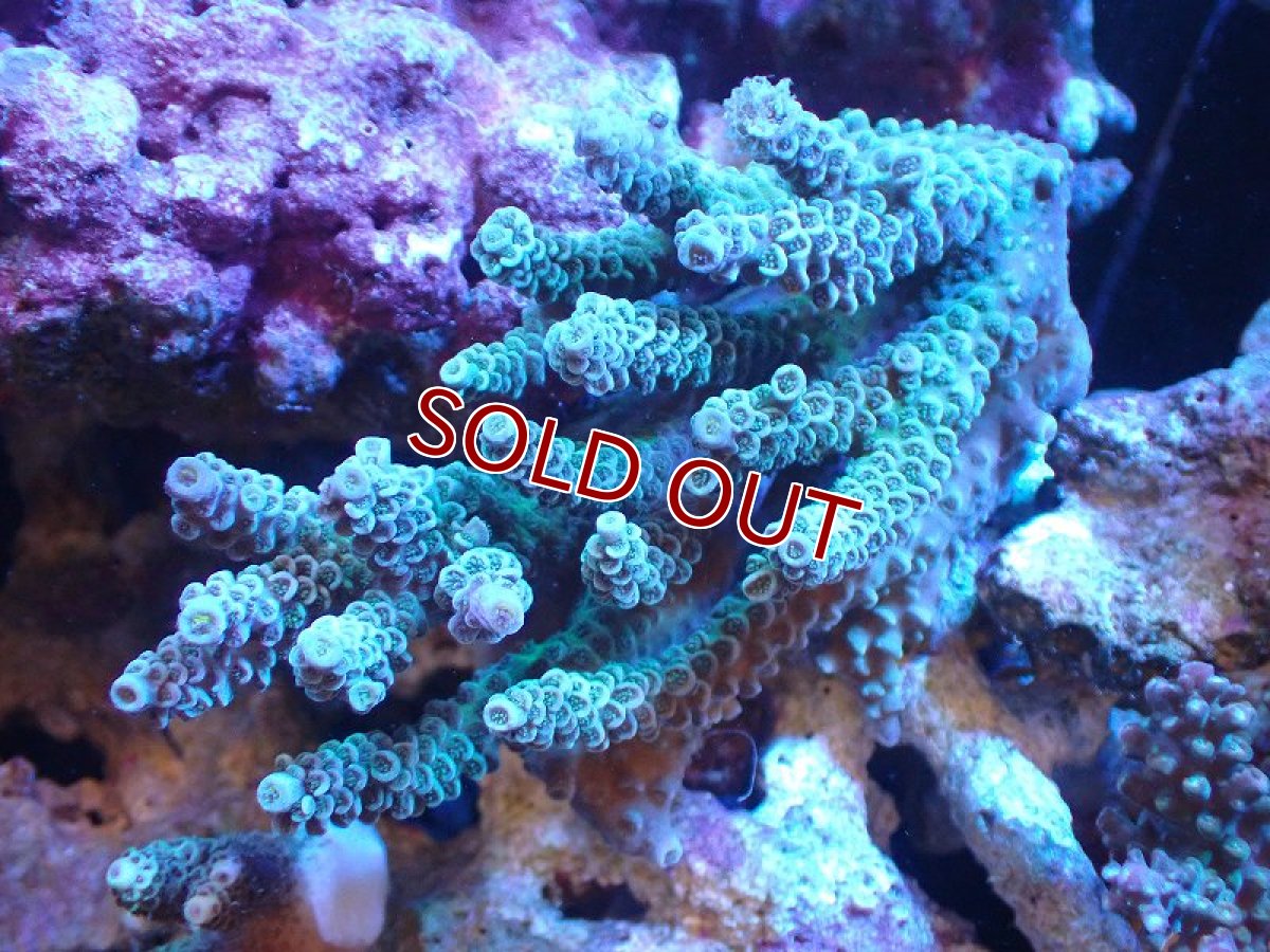 画像1: 【サンゴまとめ買い割引き10％〜20%OFF対象商品】 【サンゴ】【通販】Wildミドリイシsp. (美カラー/カット個体）SMサイズ（個体販売）（±9ｘ6cm)No.4（生体）（サンゴ） (1)