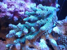 画像1: 【サンゴまとめ買い割引き10％〜20%OFF対象商品】 【サンゴ】【通販】Wildミドリイシsp. (美カラー/カット個体）SMサイズ（個体販売）（±9ｘ6cm)No.4（生体）（サンゴ） (1)