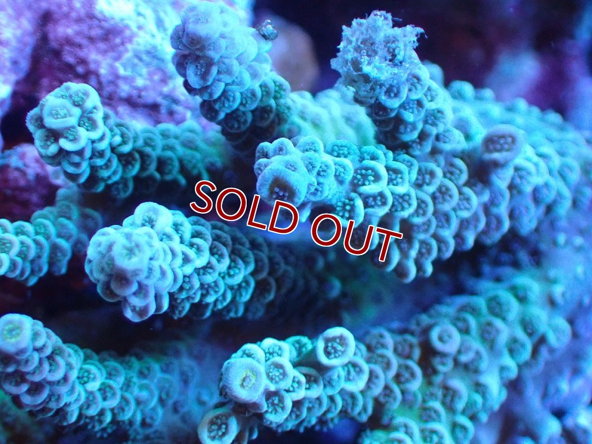 画像2: 【サンゴまとめ買い割引き10％〜20%OFF対象商品】 【サンゴ】【通販】Wildミドリイシsp. (美カラー/カット個体）SMサイズ（個体販売）（±9ｘ6cm)No.4（生体）（サンゴ） (2)