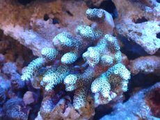 画像1: 【サンゴまとめ買い割引き10％〜20%OFF対象商品】 【サンゴ】【通販】Wildミドリイシsp. (美カラー/カット個体）SMサイズ（個体販売）（±8ｘ7cm)No.5（生体）（サンゴ） (1)