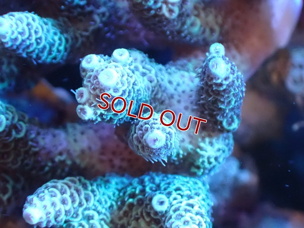 画像2: 【サンゴまとめ買い割引き10％〜20%OFF対象商品】 【サンゴ】【通販】Wildミドリイシsp. (美カラー/カット個体）SMサイズ（個体販売）（±8ｘ7cm)No.5（生体）（サンゴ） (2)