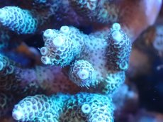 画像2: 【サンゴまとめ買い割引き10％〜20%OFF対象商品】 【サンゴ】【通販】Wildミドリイシsp. (美カラー/カット個体）SMサイズ（個体販売）（±8ｘ7cm)No.5（生体）（サンゴ） (2)