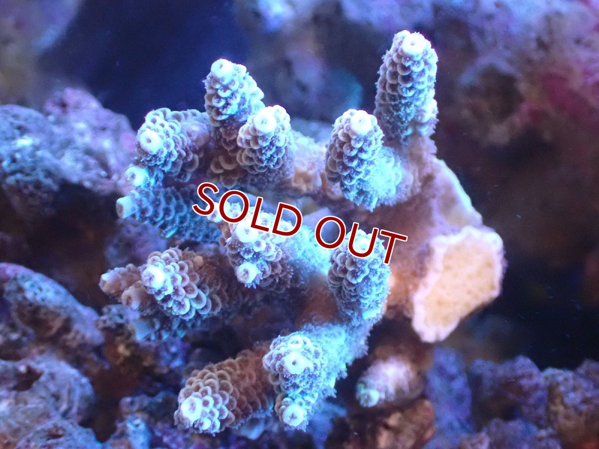 画像1: 【サンゴまとめ買い割引き10％〜20%OFF対象商品】 【サンゴ】【通販】Wildミドリイシsp. (美カラー/カット個体）SMサイズ（個体販売）（±7ｘ7cm)No.6（生体）（サンゴ） (1)