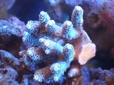 画像1: 【サンゴまとめ買い割引き10％〜20%OFF対象商品】 【サンゴ】【通販】Wildミドリイシsp. (美カラー/カット個体）SMサイズ（個体販売）（±7ｘ7cm)No.6（生体）（サンゴ） (1)