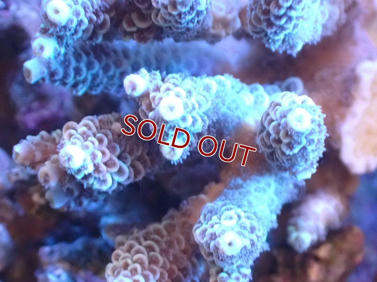 画像2: 【サンゴまとめ買い割引き10％〜20%OFF対象商品】 【サンゴ】【通販】Wildミドリイシsp. (美カラー/カット個体）SMサイズ（個体販売）（±7ｘ7cm)No.6（生体）（サンゴ） (2)