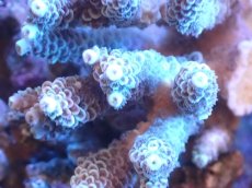 画像2: 【サンゴまとめ買い割引き10％〜20%OFF対象商品】 【サンゴ】【通販】Wildミドリイシsp. (美カラー/カット個体）SMサイズ（個体販売）（±7ｘ7cm)No.6（生体）（サンゴ） (2)