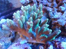 画像1: 【サンゴまとめ買い割引き10％〜20%OFF対象商品】 【サンゴ】【通販】Wildミドリイシsp. (美カラー/カット個体）SMサイズ（個体販売）（±9ｘ7cm)No.7（生体）（サンゴ） (1)