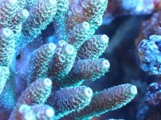 画像2: 【サンゴまとめ買い割引き10％〜20%OFF対象商品】 【サンゴ】【通販】Wildミドリイシsp. (美カラー/カット個体）SMサイズ（個体販売）（±9ｘ7cm)No.7（生体）（サンゴ） (2)