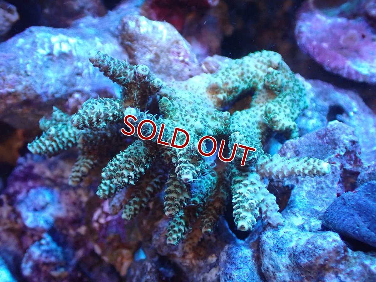 画像1: 【サンゴ】【通販】Wildミドリイシsp. (美カラー/カット個体）SMサイズ（個体販売）（±8ｘ7cm)No.8（生体）（サンゴ） (1)