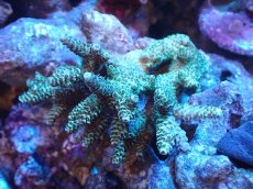 画像1: 【サンゴまとめ買い割引き10％〜20%OFF対象商品】 【サンゴ】【通販】Wildミドリイシsp. (美カラー/カット個体）SMサイズ（個体販売）（±8ｘ7cm)No.8（生体）（サンゴ） (1)