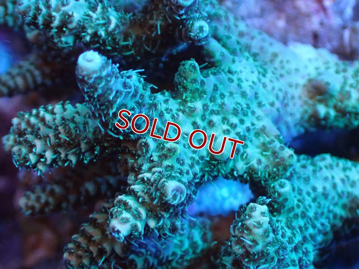 画像2: 【サンゴ】【通販】Wildミドリイシsp. (美カラー/カット個体）SMサイズ（個体販売）（±8ｘ7cm)No.8（生体）（サンゴ） (2)