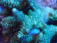 画像2: 【サンゴまとめ買い割引き10％〜20%OFF対象商品】 【サンゴ】【通販】Wildミドリイシsp. (美カラー/カット個体）SMサイズ（個体販売）（±8ｘ7cm)No.8（生体）（サンゴ） (2)