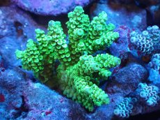 画像1: 【サンゴまとめ買い割引き10％〜20%OFF対象商品】 【サンゴ】【通販】Wildミドリイシsp. (美カラー/カット個体）SMサイズ（個体販売）（±6ｘ6cm)No.9（生体）（サンゴ） (1)