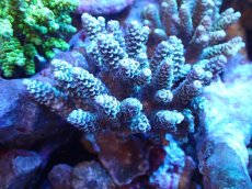 画像1: 【サンゴまとめ買い割引き10％〜20%OFF対象商品】 【サンゴ】【通販】Wildミドリイシsp. (美カラー/カット個体）SMサイズ（個体販売）（±8ｘ7cm)No.10（生体）（サンゴ） (1)