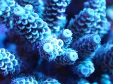 画像2: 【サンゴまとめ買い割引き10％〜20%OFF対象商品】 【サンゴ】【通販】Wildミドリイシsp. (美カラー/カット個体）SMサイズ（個体販売）（±8ｘ7cm)No.10（生体）（サンゴ） (2)