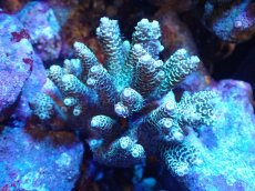 画像1: 【サンゴまとめ買い割引き10％〜20%OFF対象商品】 【サンゴ】【通販】Wildミドリイシsp. (美カラー/カット個体）SMサイズ（個体販売）（±8ｘ7cm)No.11（生体）（サンゴ） (1)