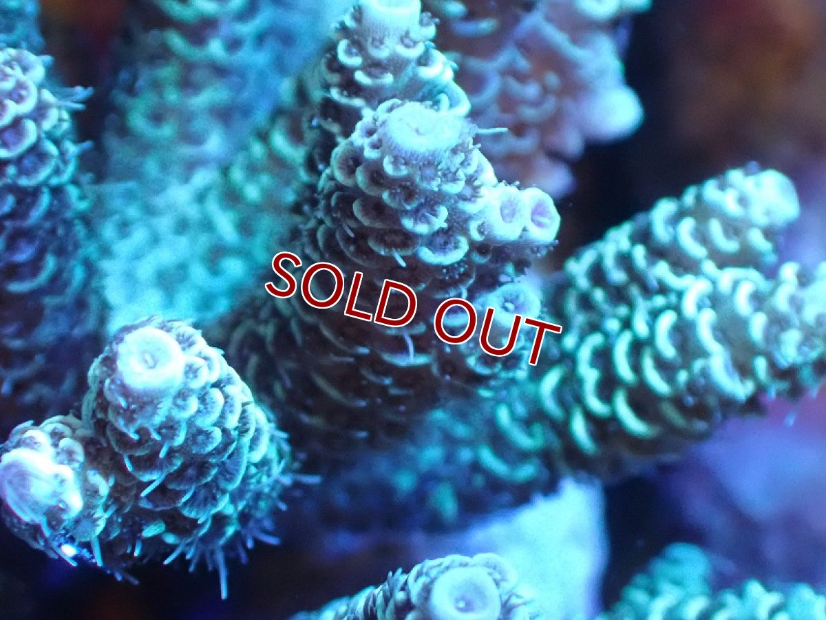 画像2: 【サンゴまとめ買い割引き10％〜20%OFF対象商品】 【サンゴ】【通販】Wildミドリイシsp. (美カラー/カット個体）SMサイズ（個体販売）（±8ｘ7cm)No.11（生体）（サンゴ） (2)