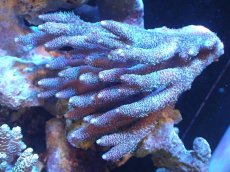 画像1: 【サンゴまとめ買い割引き10％〜20%OFF対象商品】 【サンゴ】【通販】Wildミドリイシsp. (美カラー/カット個体）SMサイズ（個体販売）（±12ｘ10cm)No.12（生体）（サンゴ） (1)