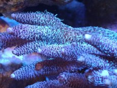 画像2: 【サンゴまとめ買い割引き10％〜20%OFF対象商品】 【サンゴ】【通販】Wildミドリイシsp. (美カラー/カット個体）SMサイズ（個体販売）（±12ｘ10cm)No.12（生体）（サンゴ） (2)