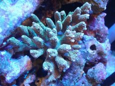 画像1: 【サンゴまとめ買い割引き10％〜20%OFF対象商品】 【サンゴ】【通販】Wildミドリイシsp. (美カラー/カット個体）SMサイズ（個体販売）（±9ｘ8cm)No.13（生体）（サンゴ） (1)