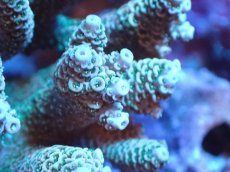 画像2: 【サンゴまとめ買い割引き10％〜20%OFF対象商品】 【サンゴ】【通販】Wildミドリイシsp. (美カラー/カット個体）SMサイズ（個体販売）（±9ｘ8cm)No.13（生体）（サンゴ） (2)