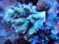 画像1: 【サンゴまとめ買い割引き10％〜20%OFF対象商品】 【サンゴ】【通販】Wildミドリイシsp. (美カラー/カット個体）SMサイズ（個体販売）（±8ｘ7cm)No.14（生体）（サンゴ） (1)