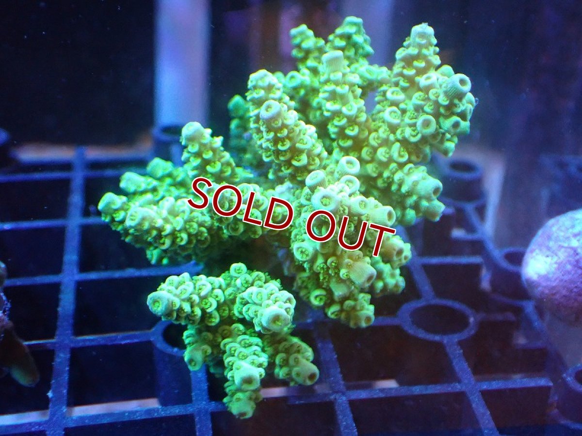 画像1: 【サンゴまとめ買い割引き10％〜20%OFF対象商品】 【サンゴ】【通販】Wildミドリイシsp. (美カラー/カット個体）SMサイズ（個体販売）（±7ｘ7cm)No.15（生体）（サンゴ） (1)