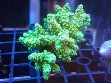 画像1: 【サンゴまとめ買い割引き10％〜20%OFF対象商品】 【サンゴ】【通販】Wildミドリイシsp. (美カラー/カット個体）SMサイズ（個体販売）（±7ｘ7cm)No.15（生体）（サンゴ） (1)