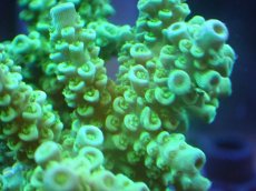 画像2: 【サンゴまとめ買い割引き10％〜20%OFF対象商品】 【サンゴ】【通販】Wildミドリイシsp. (美カラー/カット個体）SMサイズ（個体販売）（±7ｘ7cm)No.15（生体）（サンゴ） (2)