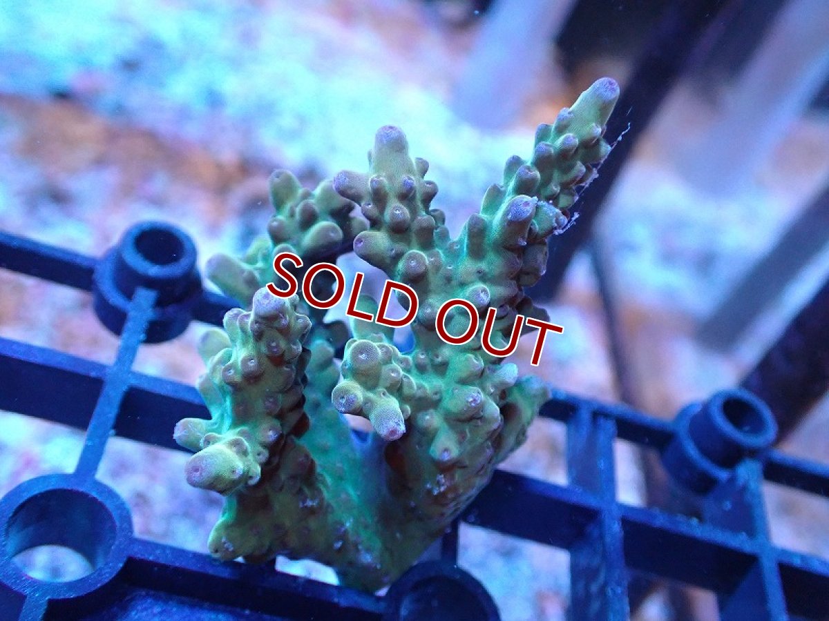 画像1: 【サンゴまとめ買い割引き10％〜20%OFF対象商品】 【サンゴ】【通販】Wildミドリイシsp. (美カラー/カット個体）SMサイズ（個体販売）（±6cm)No.16（生体）（サンゴ） (1)