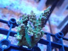 画像1: 【サンゴまとめ買い割引き10％〜20%OFF対象商品】 【サンゴ】【通販】Wildミドリイシsp. (美カラー/カット個体）SMサイズ（個体販売）（±6cm)No.16（生体）（サンゴ） (1)