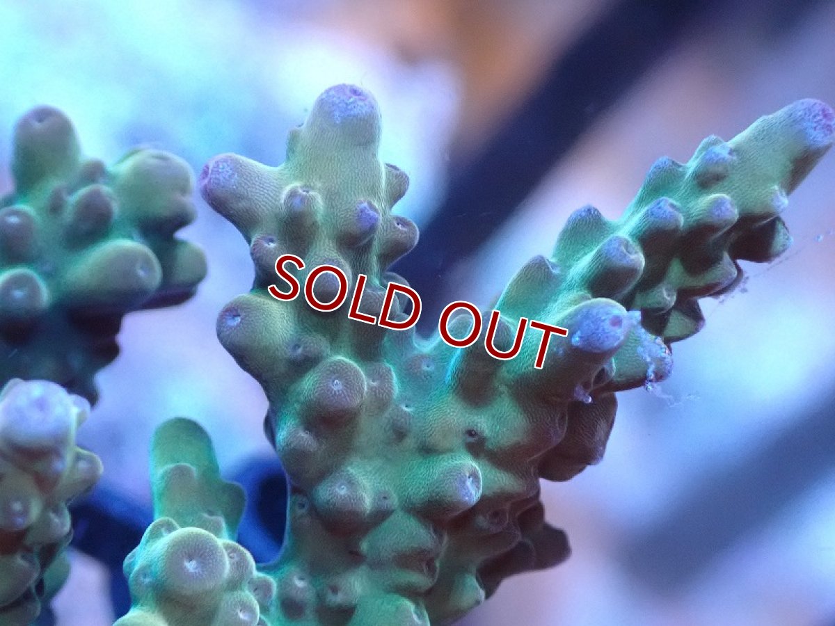 画像2: 【サンゴまとめ買い割引き10％〜20%OFF対象商品】 【サンゴ】【通販】Wildミドリイシsp. (美カラー/カット個体）SMサイズ（個体販売）（±6cm)No.16（生体）（サンゴ） (2)