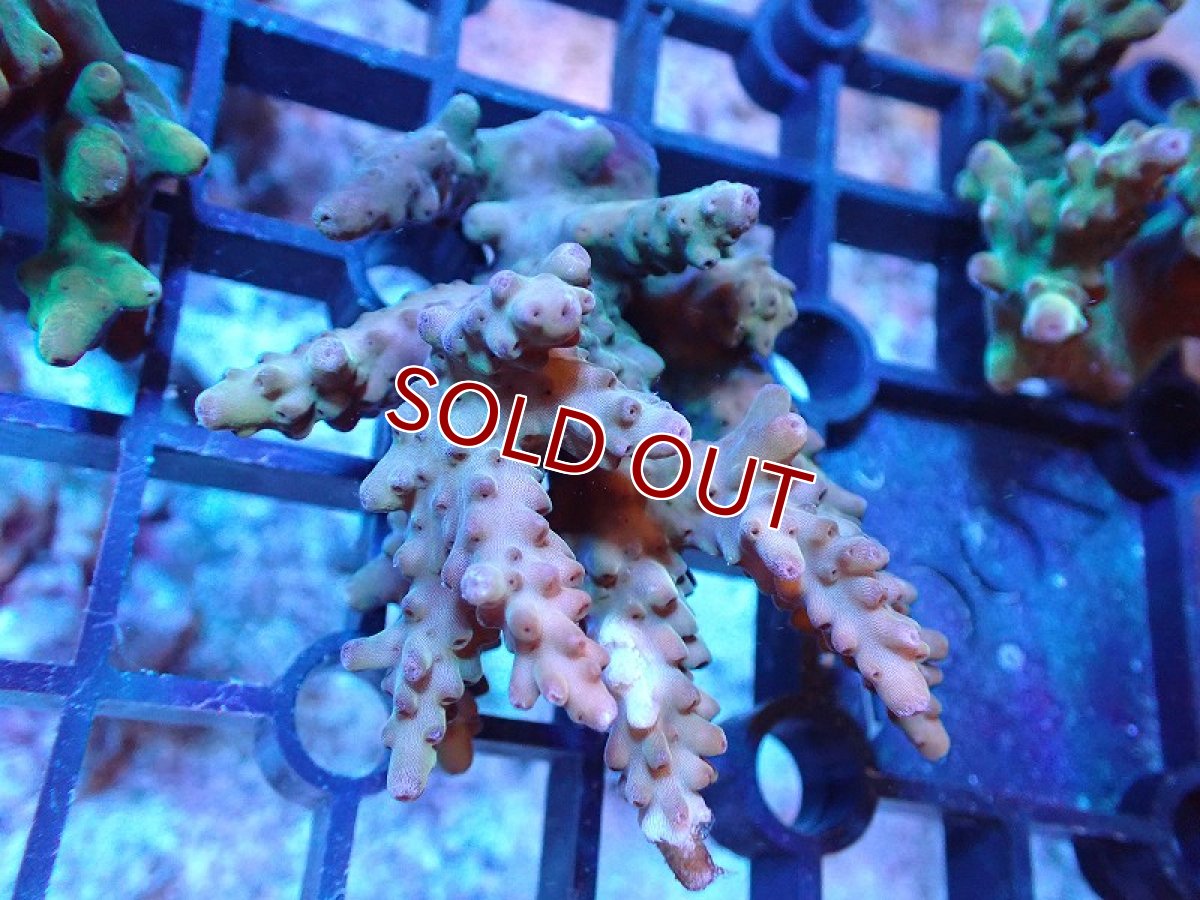 画像1: 【サンゴ】【通販】Wildミドリイシsp. (美カラー/カット個体）SMサイズ（個体販売）（±6cm)No.17（生体）（サンゴ） (1)