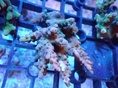 画像1: 【サンゴまとめ買い割引き10％〜20%OFF対象商品】 【サンゴ】【通販】Wildミドリイシsp. (美カラー/カット個体）SMサイズ（個体販売）（±6cm)No.17（生体）（サンゴ） (1)