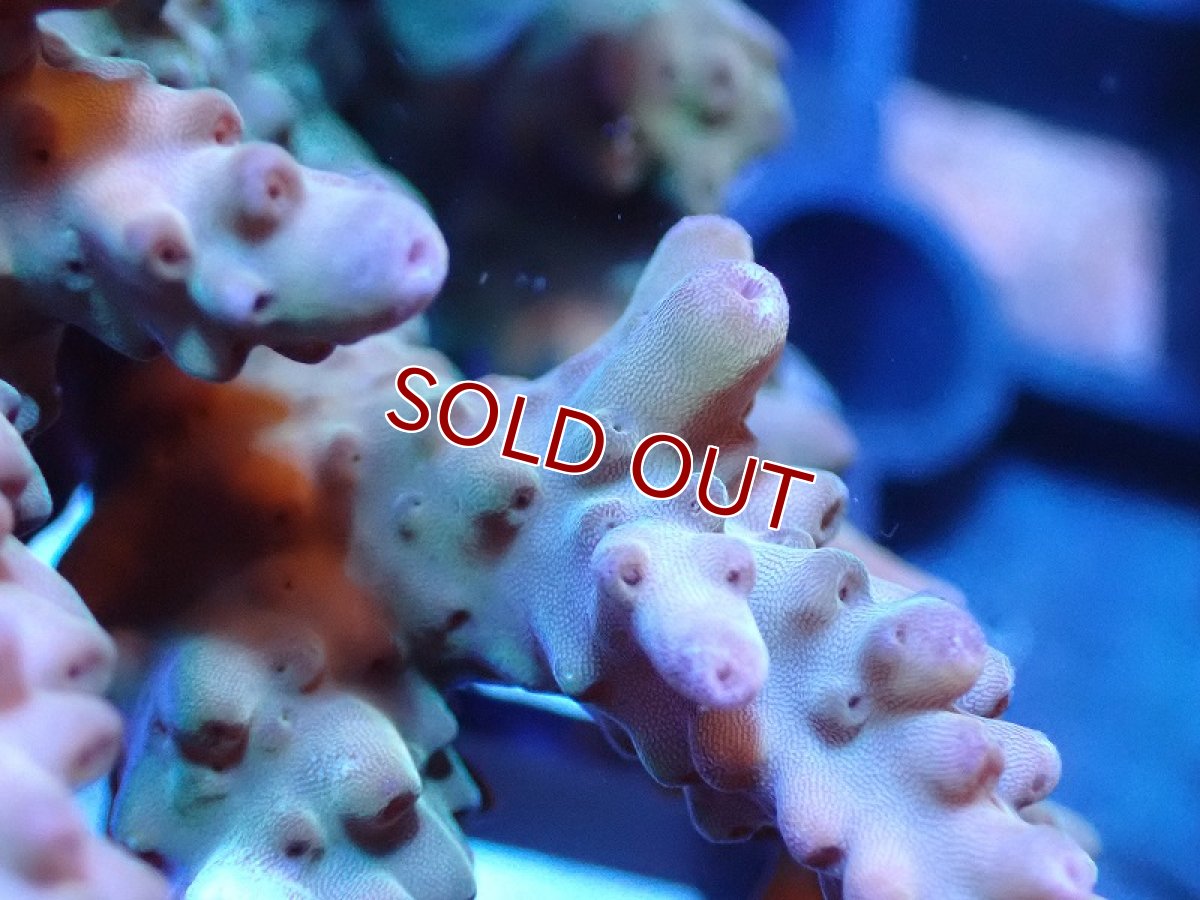 画像2: 【サンゴ】【通販】Wildミドリイシsp. (美カラー/カット個体）SMサイズ（個体販売）（±6cm)No.17（生体）（サンゴ） (2)