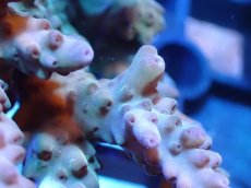 画像2: 【サンゴまとめ買い割引き10％〜20%OFF対象商品】 【サンゴ】【通販】Wildミドリイシsp. (美カラー/カット個体）SMサイズ（個体販売）（±6cm)No.17（生体）（サンゴ） (2)