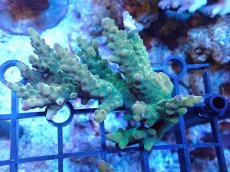 画像1: 【サンゴまとめ買い割引き10％〜20%OFF対象商品】 【サンゴ】【通販】Wildミドリイシsp. (美カラー/カット個体）SMサイズ（個体販売）（±8cm)No.18（生体）（サンゴ） (1)