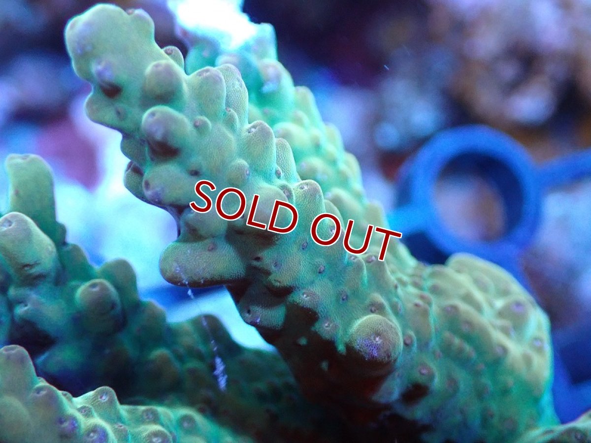画像2: 【サンゴまとめ買い割引き10％〜20%OFF対象商品】 【サンゴ】【通販】Wildミドリイシsp. (美カラー/カット個体）SMサイズ（個体販売）（±8cm)No.18（生体）（サンゴ） (2)