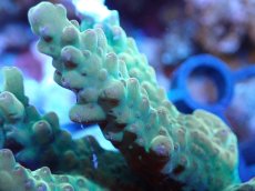 画像2: 【サンゴまとめ買い割引き10％〜20%OFF対象商品】 【サンゴ】【通販】Wildミドリイシsp. (美カラー/カット個体）SMサイズ（個体販売）（±8cm)No.18（生体）（サンゴ） (2)