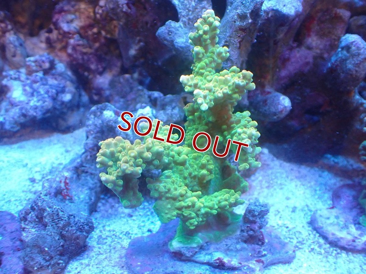 画像1: 【サンゴまとめ買い割引き10％〜20%OFF対象商品】 【サンゴ】【通販】ブリードミドリイシsp. （個体販売）（±9cm)No.19（生体）（サンゴ） (1)