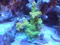 画像1: 【サンゴまとめ買い割引き10％〜20%OFF対象商品】 【サンゴ】【通販】ブリードミドリイシsp. （個体販売）（±9cm)No.19（生体）（サンゴ） (1)