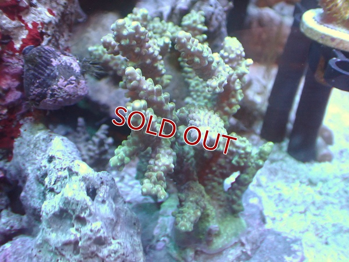 画像1: 【サンゴまとめ買い割引き10％〜20%OFF対象商品】 【サンゴ】【通販】ブリードミドリイシsp. （個体販売）（±8cm)No.20（生体）（サンゴ） (1)