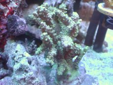 画像1: 【サンゴまとめ買い割引き10％〜20%OFF対象商品】 【サンゴ】【通販】ブリードミドリイシsp. （個体販売）（±8cm)No.20（生体）（サンゴ） (1)